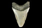 3.11" Fossil Megalodon Tooth - North Carolina - #130032-1